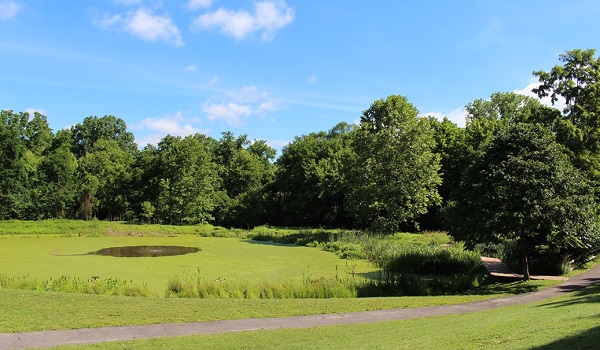 A pond within Font Hill Park