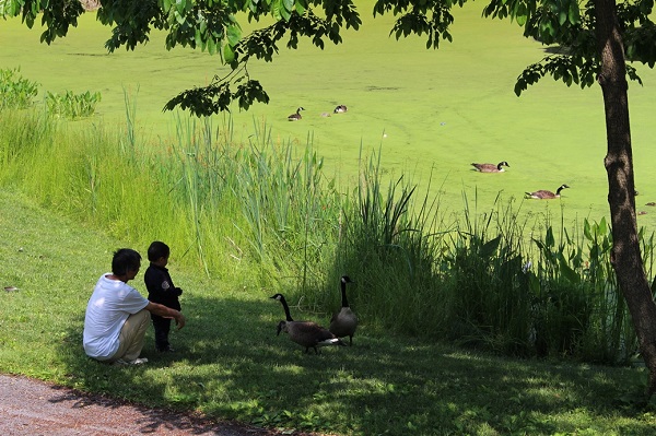 Font Hill Park ducks