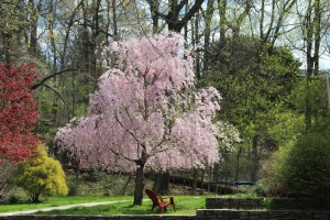 flowering cherry tree