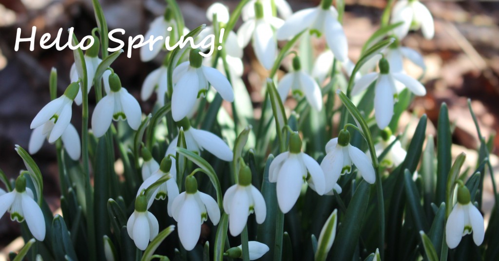 flowering snow bells