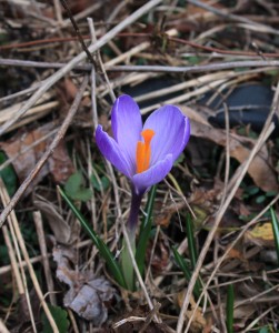 flowering purple crocus