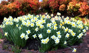 a bunch of flowering daffodils