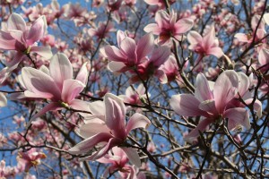 magnolias in a tree