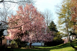 A flowering magnolia tree