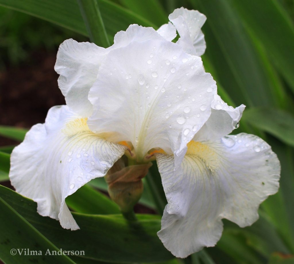 White Iris flower