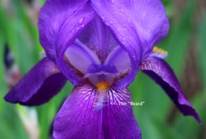 Purple Iris flower showing the "beard"