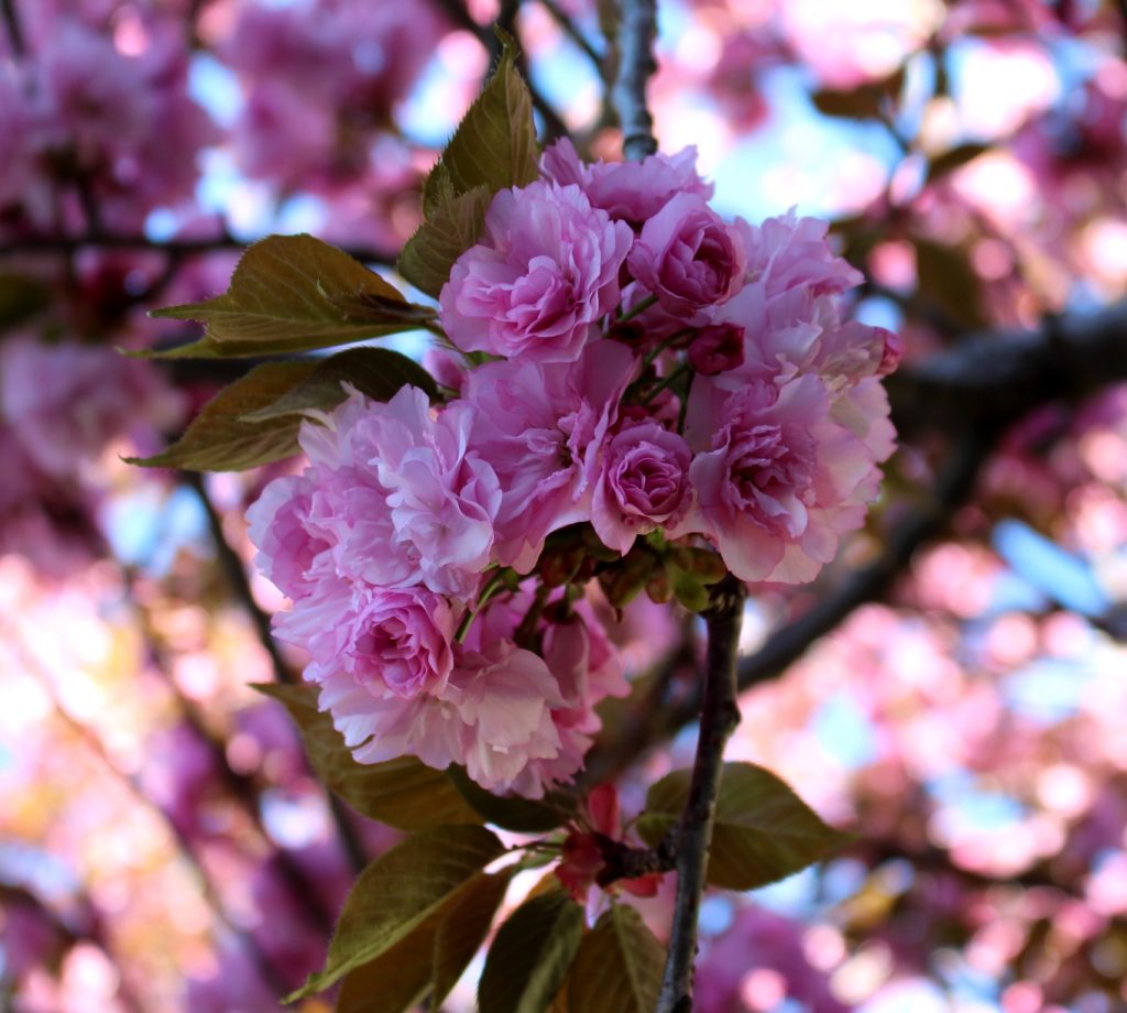 pink cherry tree in full bloom