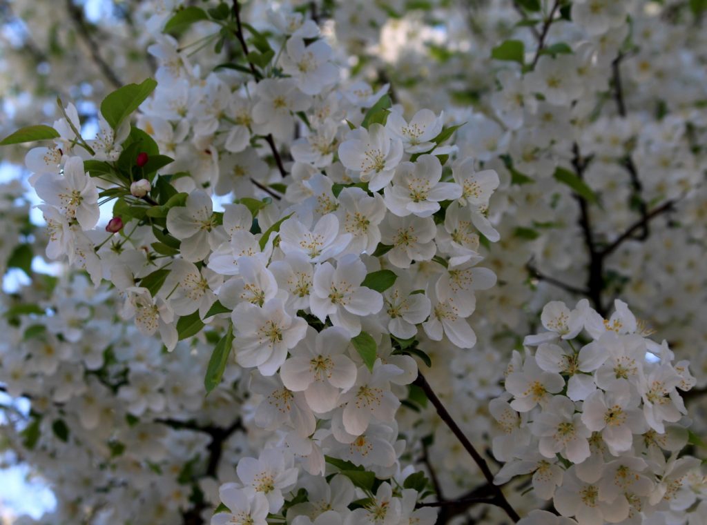 white cherry tree flowers