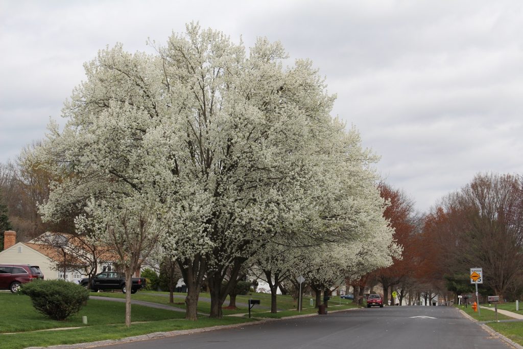 row of white cherry trees in bloom
