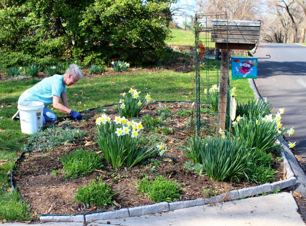 woman planting her spring garden