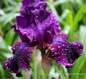 Deep purple Iris flower