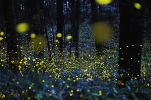 field full of fireflies
