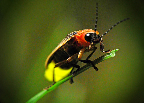 firefly glowing