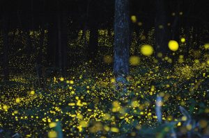 field full of fireflies