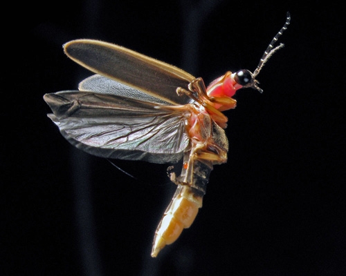 firefly in flight