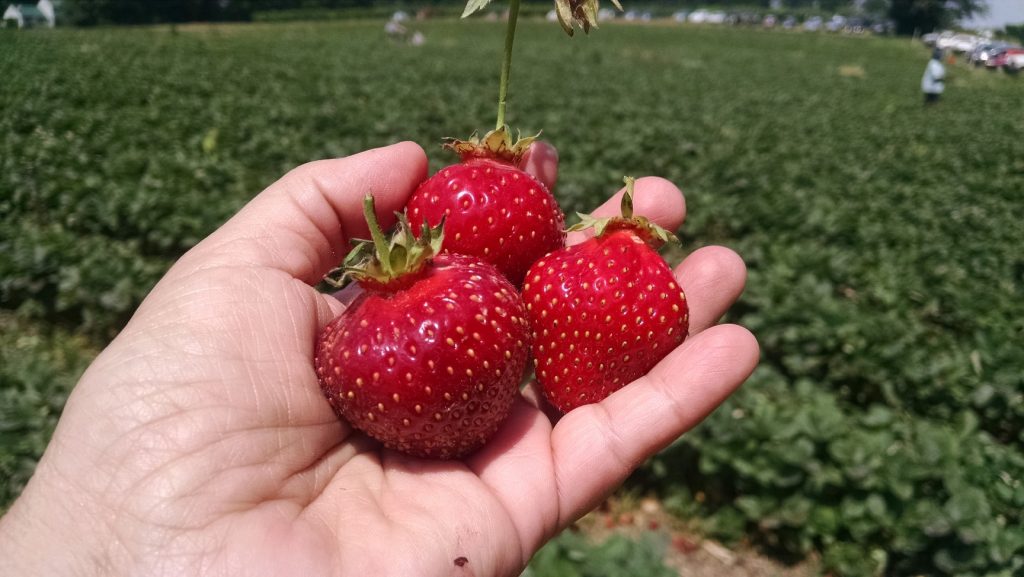 A hand holding 3 strawberries