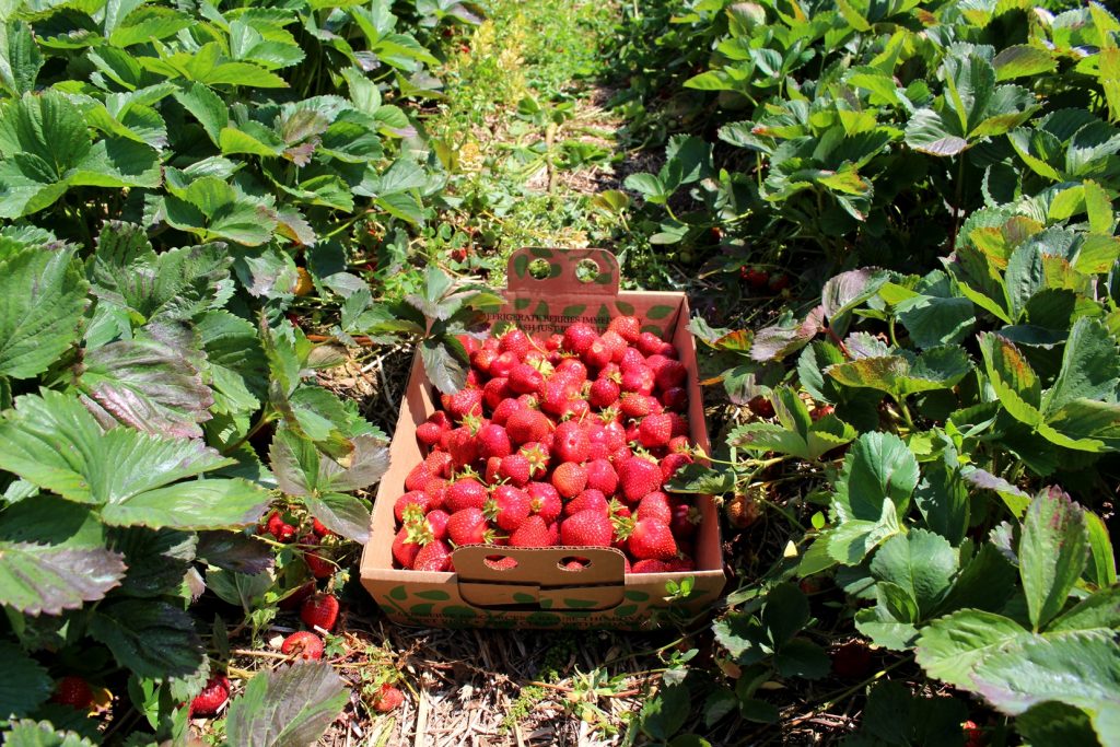 A bunch of strawberries in a carton