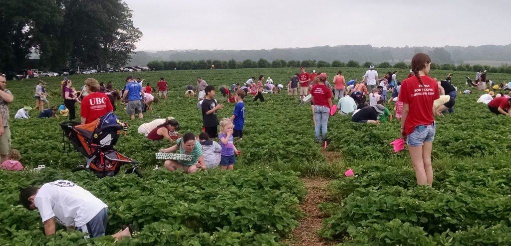 People in a strawberry field