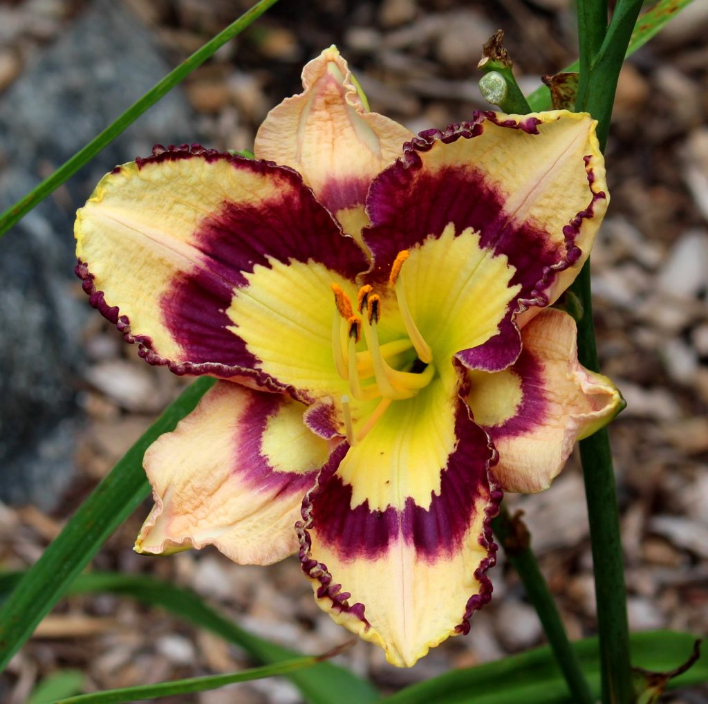 Daylily with purple eye