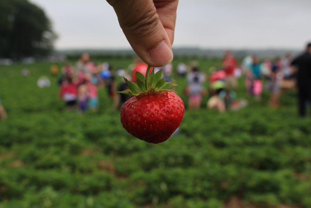 Strawberry