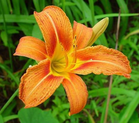 Orange color Hemerallis Fulva