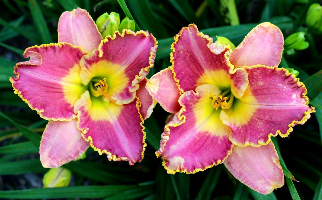 2 pink daylilies