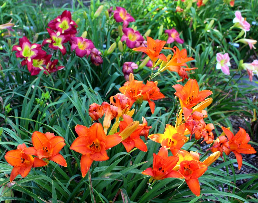 Daylily garden in bloom