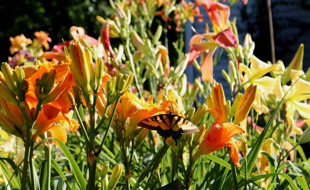 A butterfly in a daylily garden