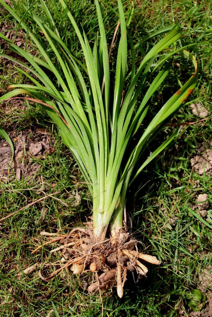 Showing daylily tubers