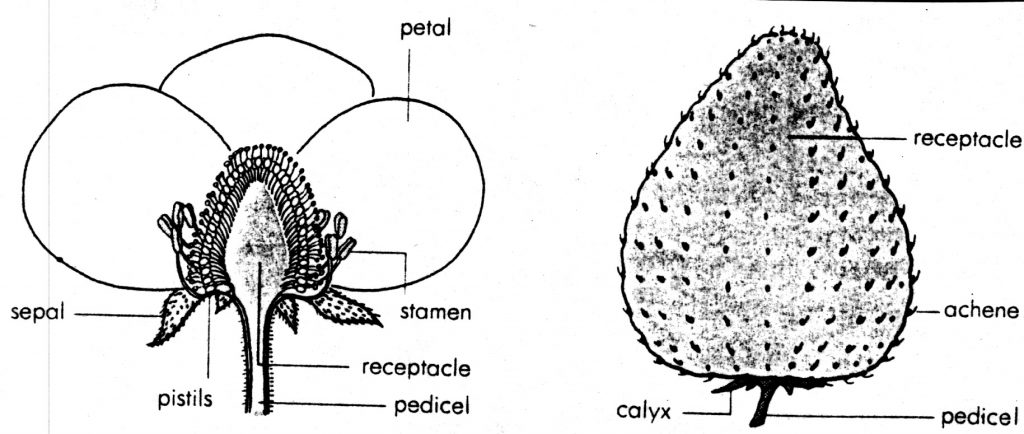 parts of a strawberry flower