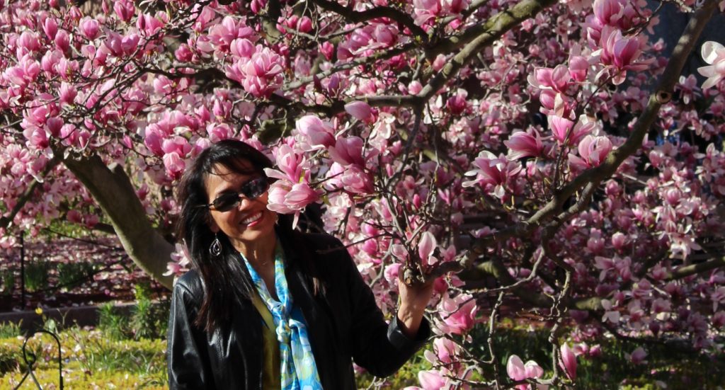 Magnolia trees at the Smithsonian Garden