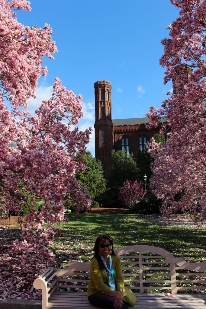 Magnolia trees in bloom behind the Smithsonian castle