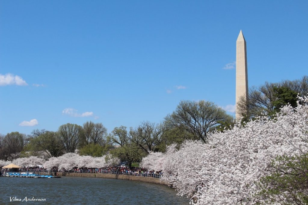 tidal basin dc today