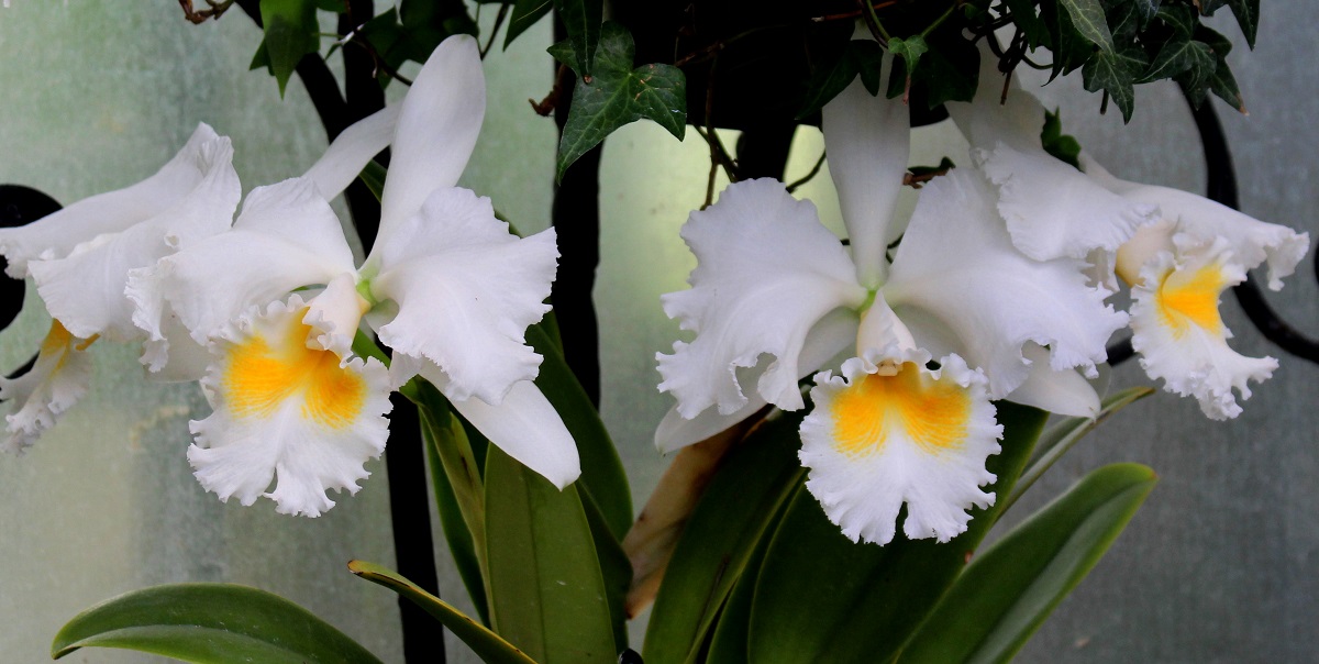 pinkish purple color orchids