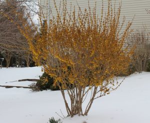 yellow bush covered in snow