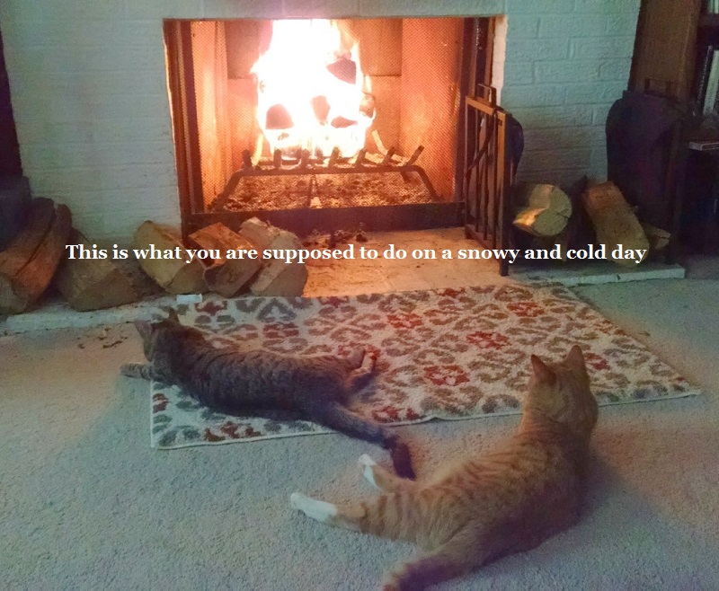 two cats in front of the fireplace watching the fire burn