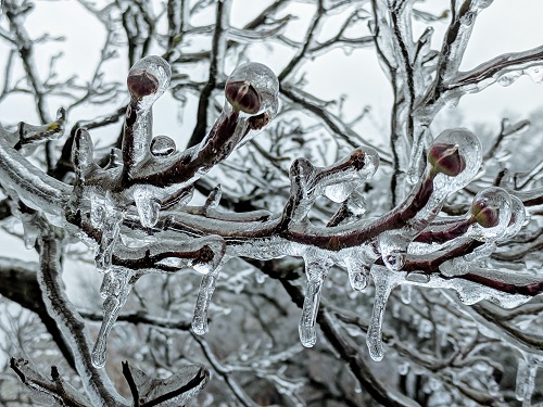 tree branch encased in ice