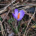 flowering purple crocus