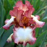 Reddish-Brown Iris flower
