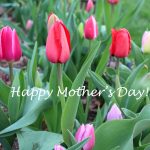 red tulips for mom