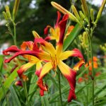 Red and Yellow daylily