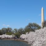 Washington DC Tidal basin during Cherry Blossom festival