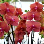 peach color orchids
