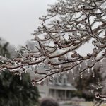 tree branch encased in ice - storm 2019