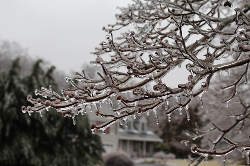 tree branch encased in ice - storm 2019