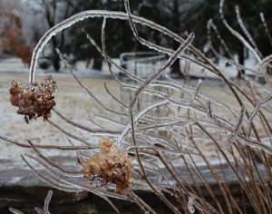 bush flower encased in ice - storm 2019