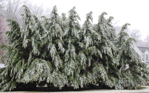 pine trees after ice storm - 2019