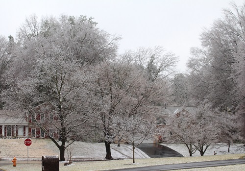 street trees in cased in ice after storm