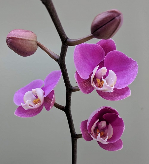 pink orchid flowers