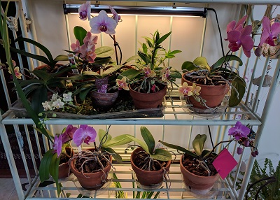 several blooming orchids